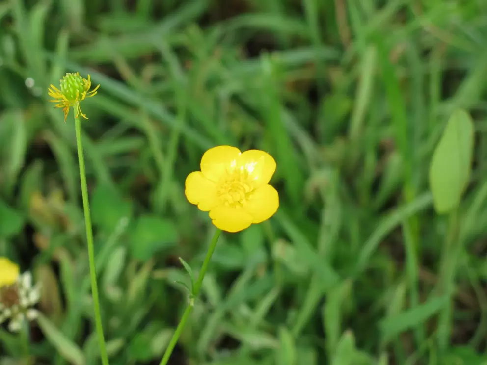 Glossy buttercup in the field.