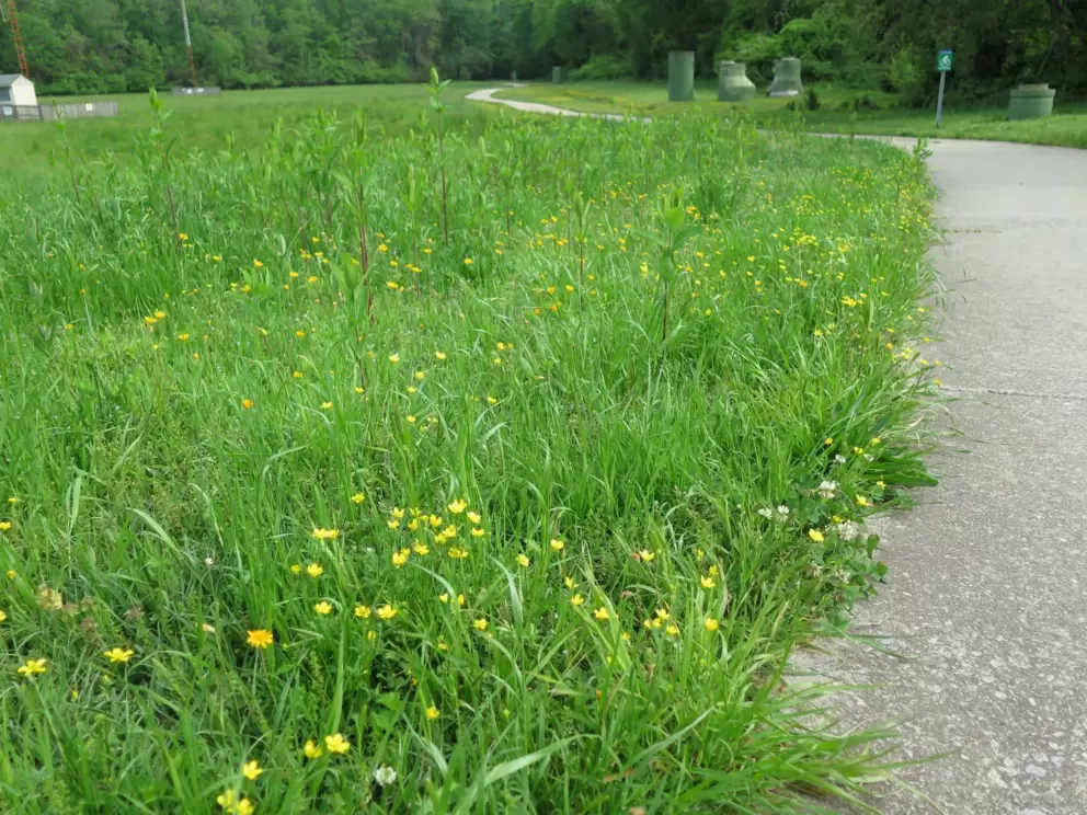 Entrance field graced with buttercups in April.