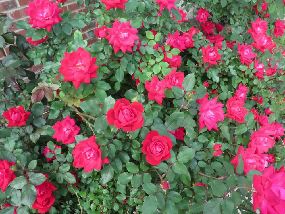 Roses outside Dollar Tree. 