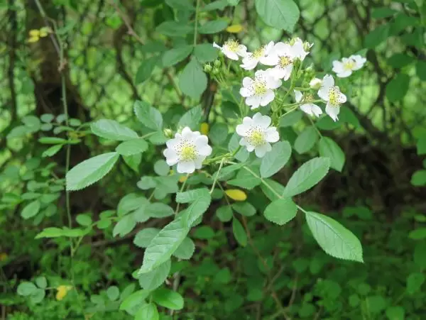 Flowers in April.