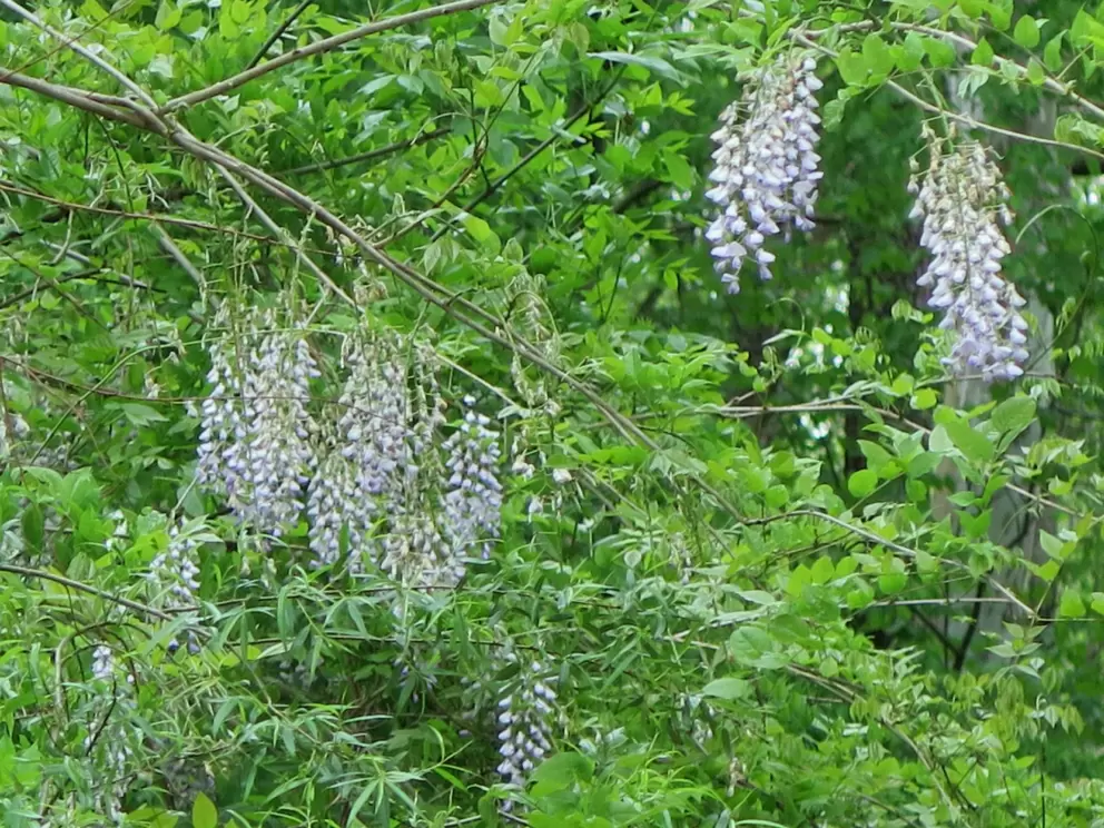 Wisteria in the forest.