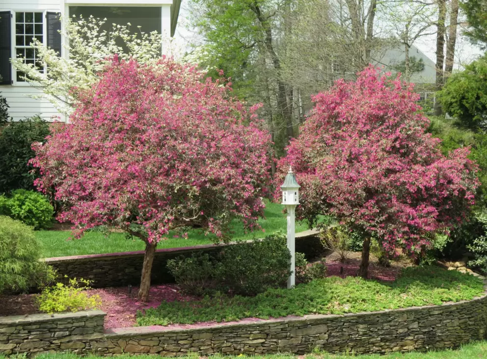 Birdhouse and blossoming trees in early April.