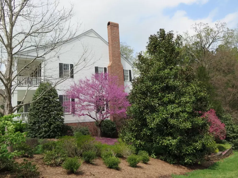 Purple tree in April.