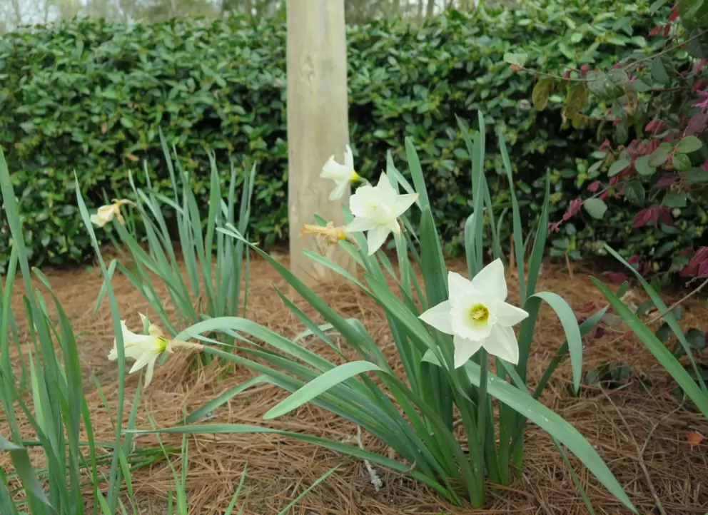 Daffodils in April.