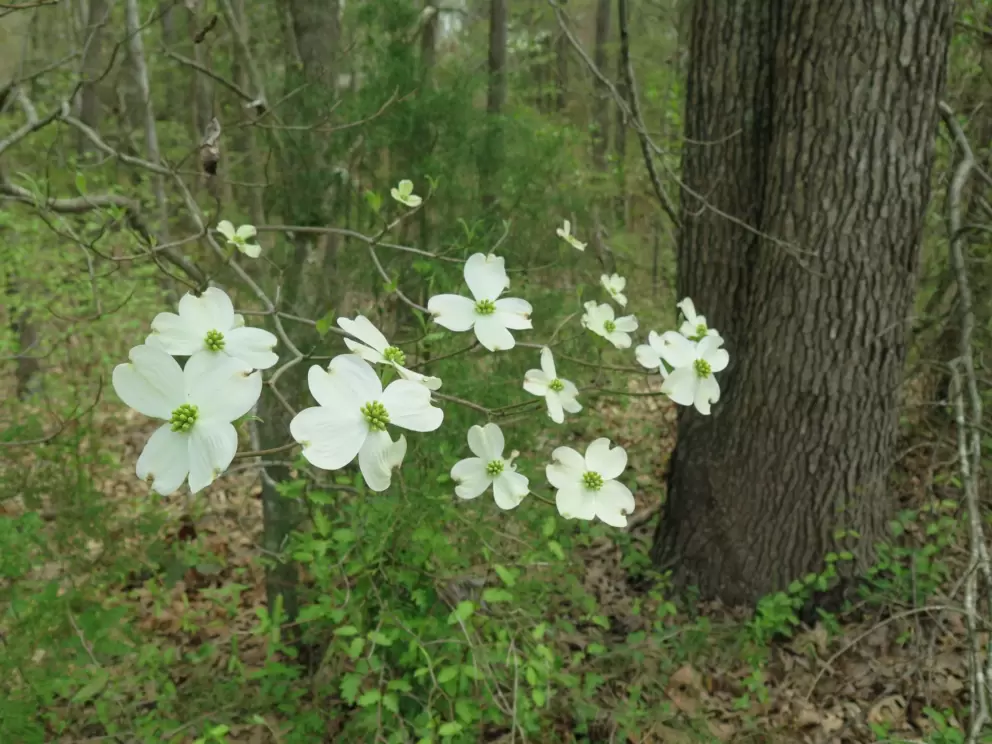 Signs of spring in the forest.