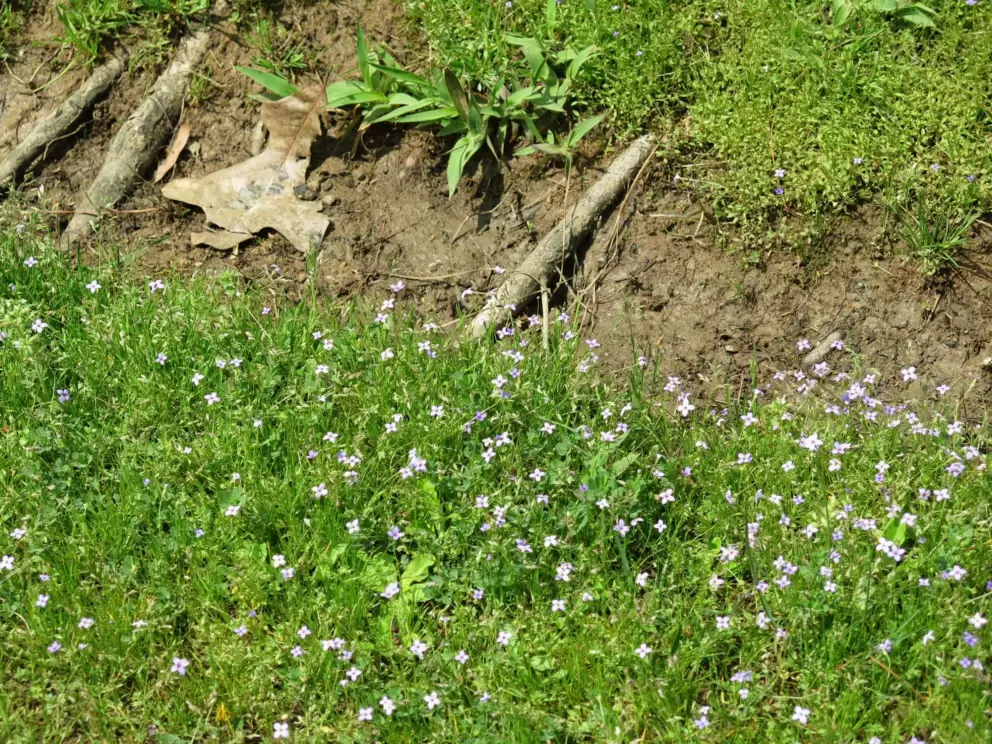 Little flowers by the greenway.