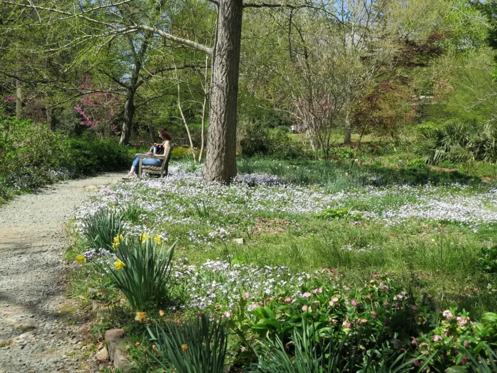 Student sitting on a bench surrounded by blue flowers.
