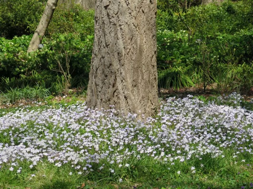 Blue flowers around a tree trunk.