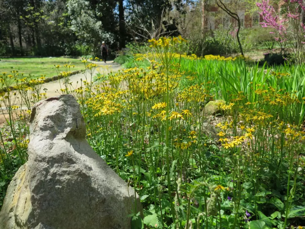 Rock and flowers.