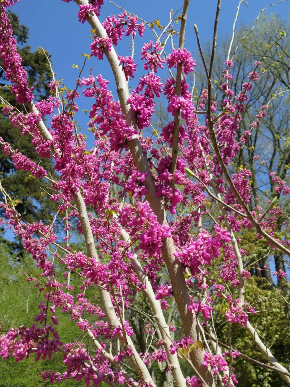 Stunning purple blossoms of the Eastern Redbud.