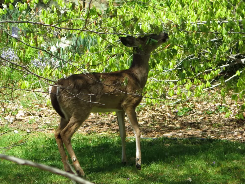 Deer!
