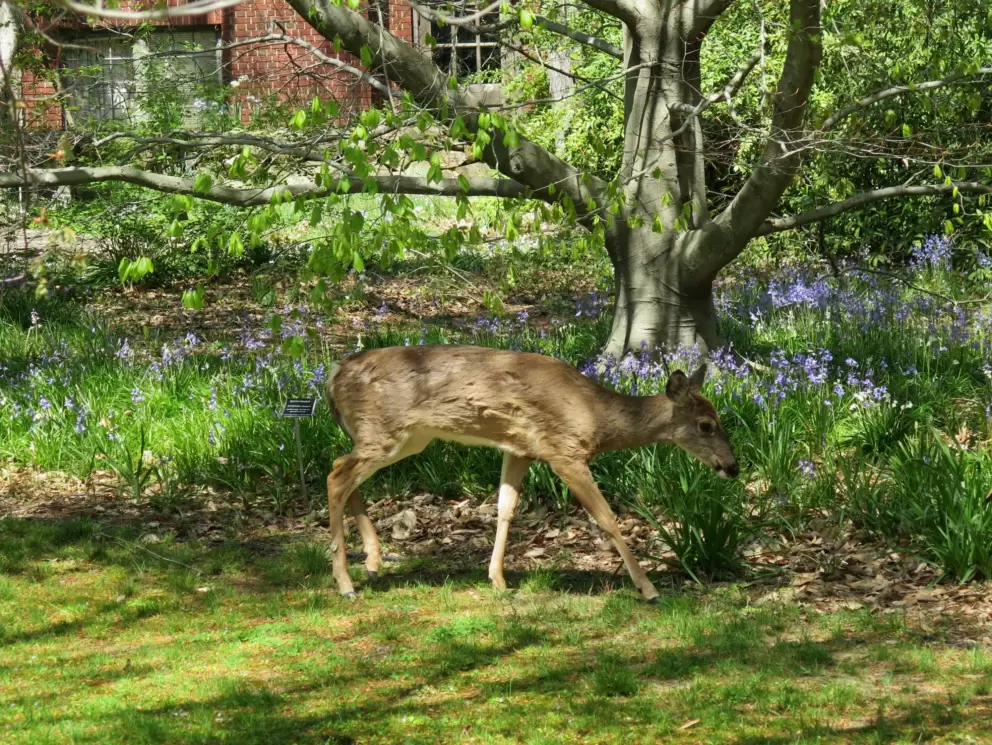 Deer amid the flowers, in early April.