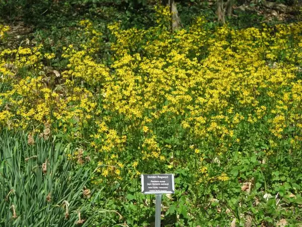 Golden ragwort in early April.