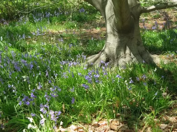 Bluebells around a tree, in early April.