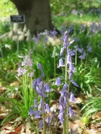 Bluebells.