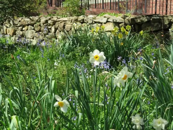 Daffodil by a stone wall.