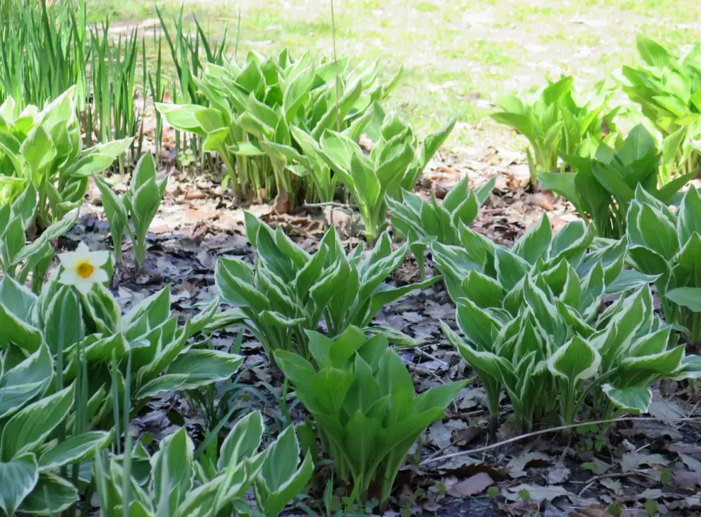 Variegated plants.