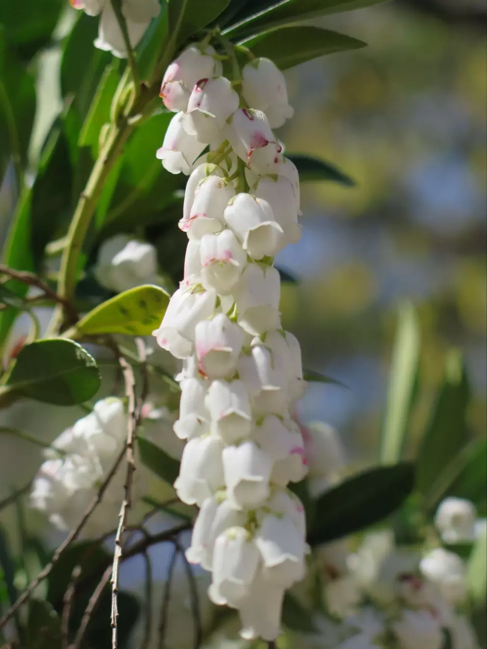 Lily of the Valley, in early April.