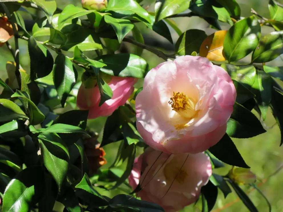 Camellia.