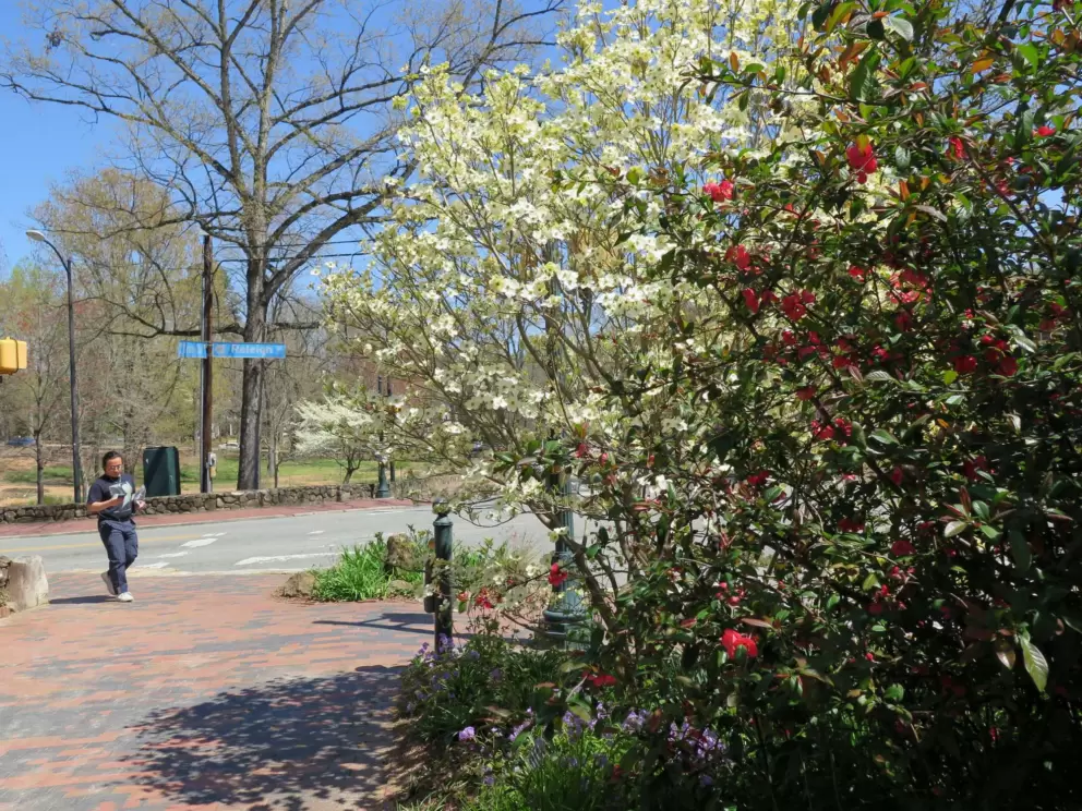 In early April the trees are still sticks, but there are flowers to cheer you a little.