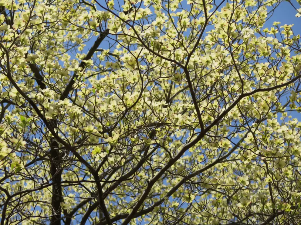 Blossoming tree in early April.