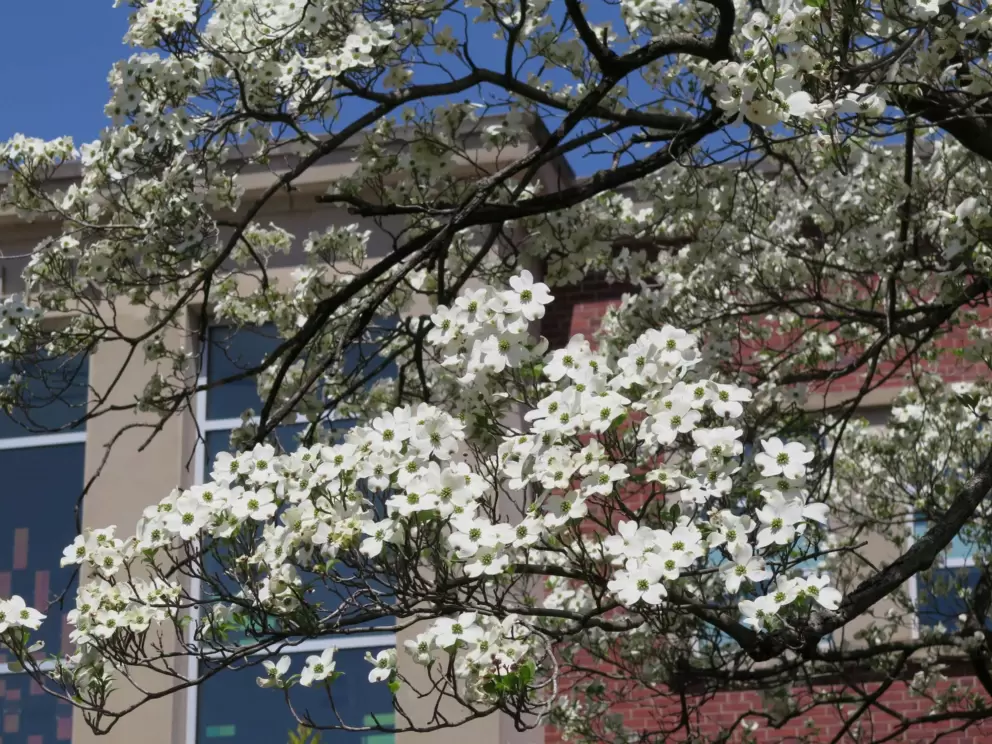 Dogwood tree in front of the library.