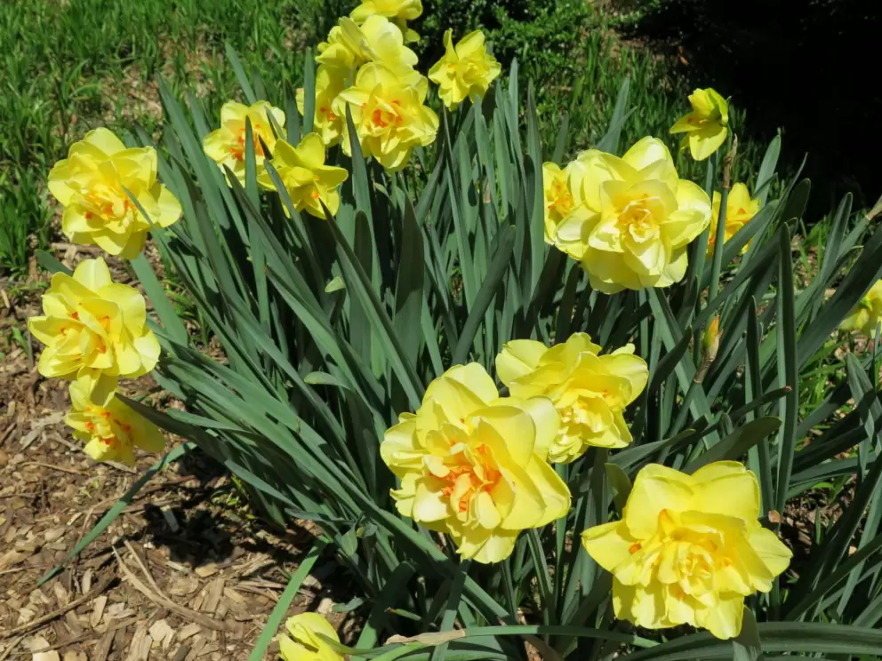 Yellow daffodils at Gardner Arboretum, a small garden on campus.