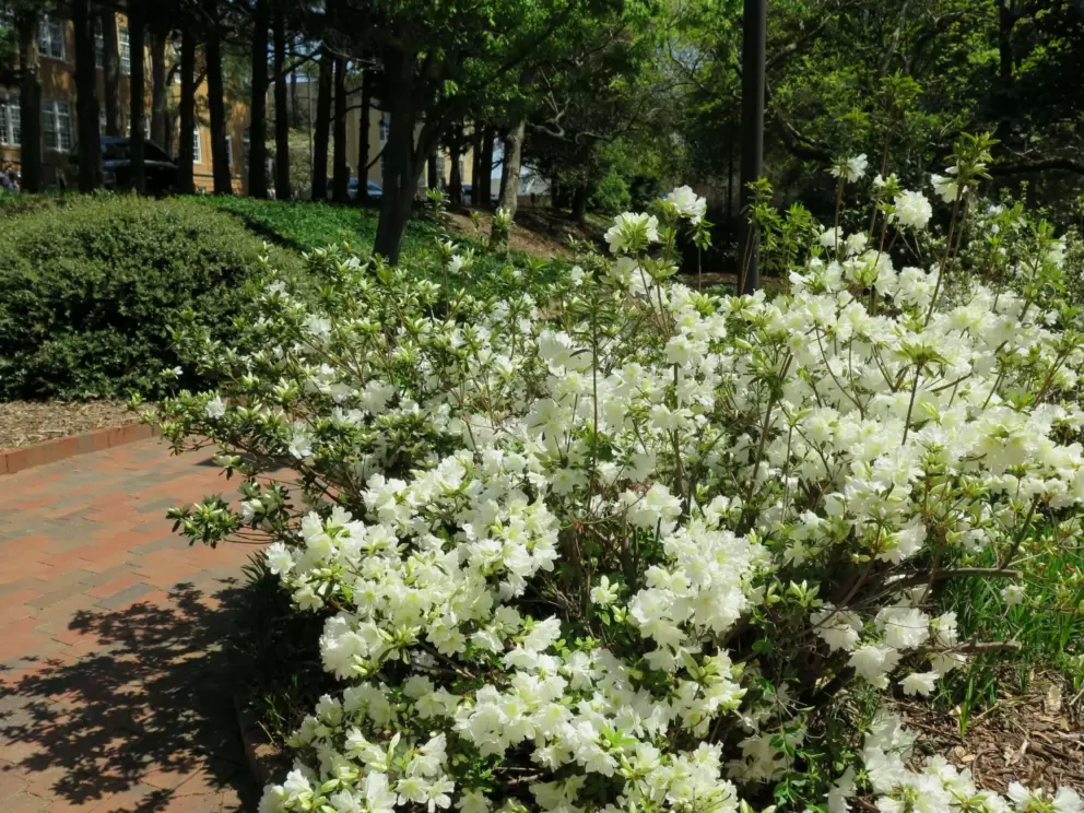 White azalea.