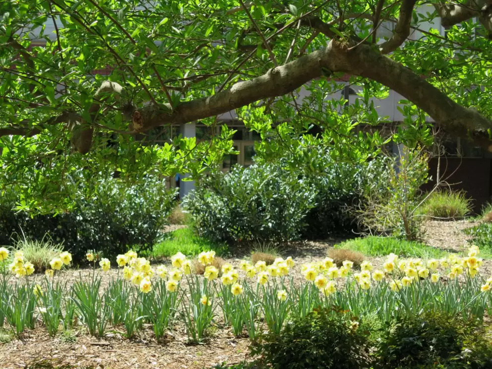 Daffodils under a tree.