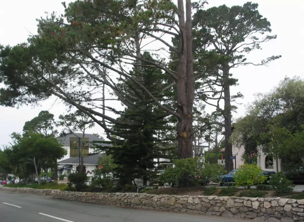 Trees in the median strip.