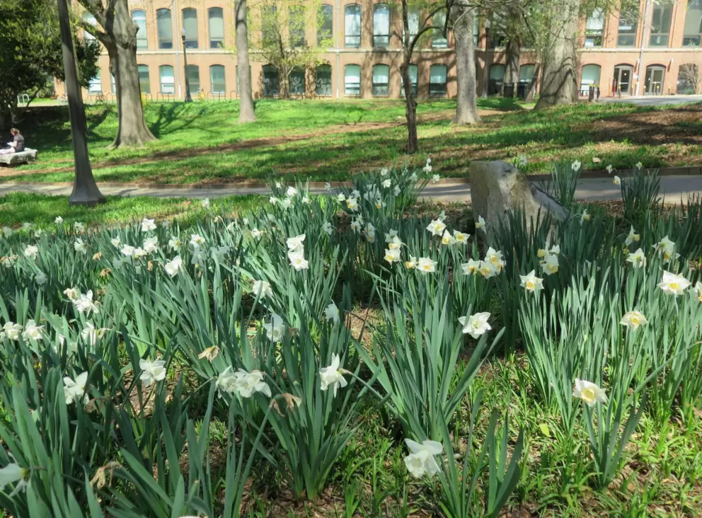 Daffodils, in early April.