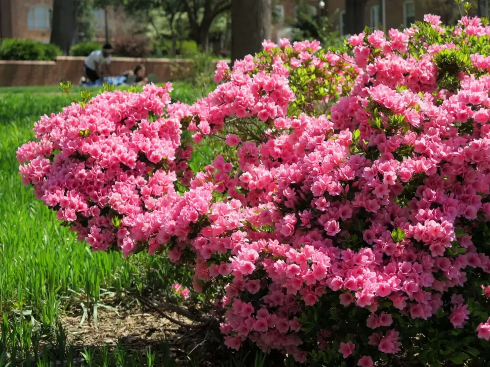 Amazing flowers at Yarbrough Court.
