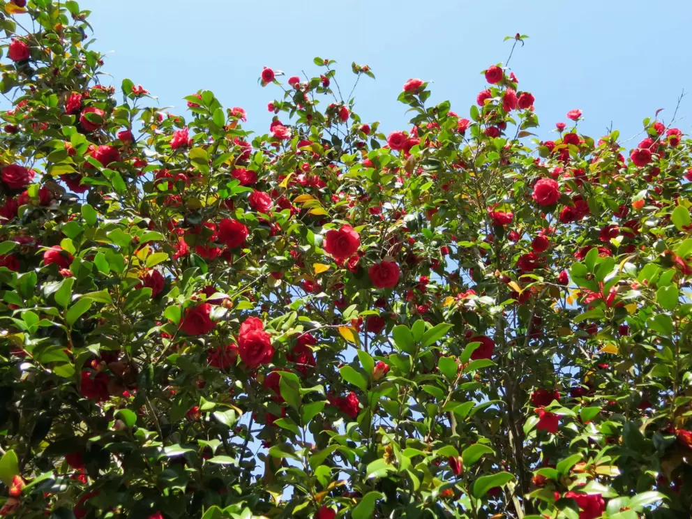 Camelias galore.