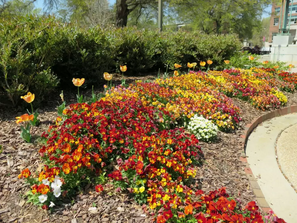 Orange tulips at Memorial Bell Tower, in early April.