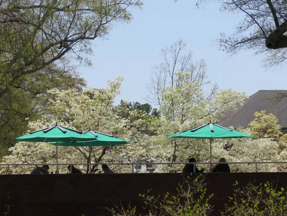 Nice place to study, under umbrellas among blossoms.