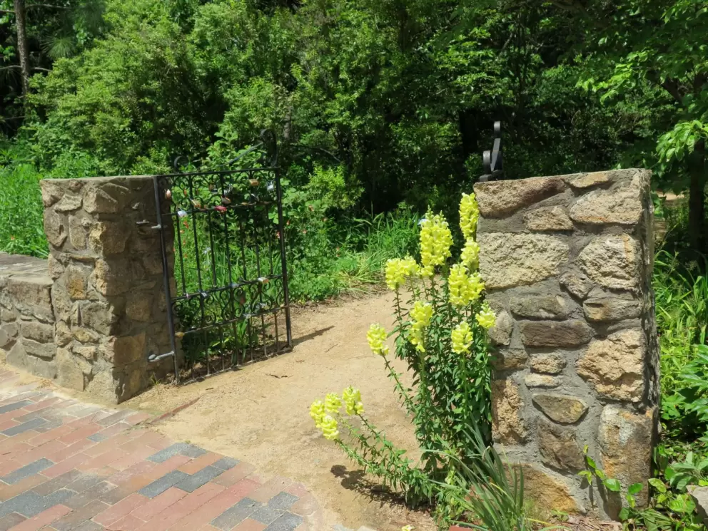 Yellow flowers by the gate, in May.
