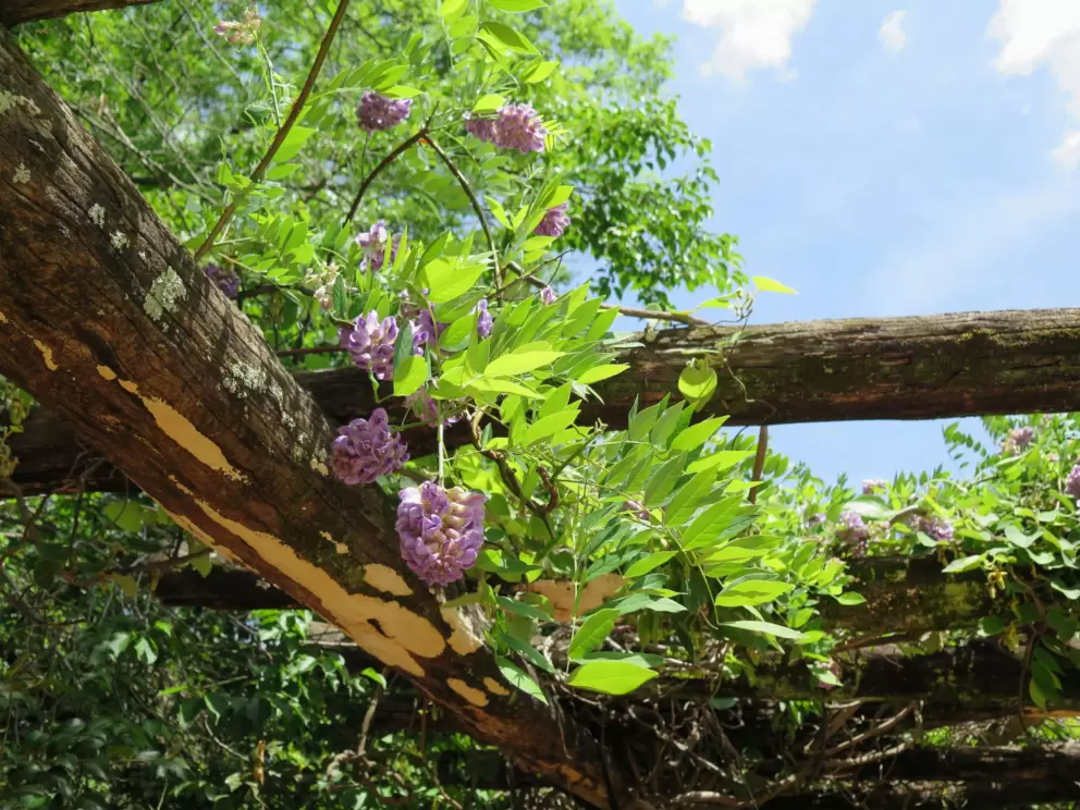 Purple wisteria vine on the arbor, and blue sky, May 6.