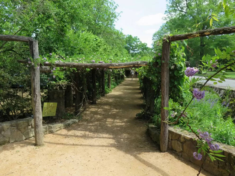 The arbor when in bloom with purple wisteria, May 6.