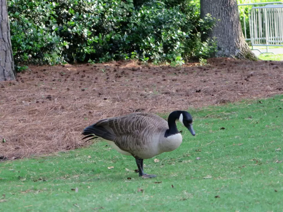 Goose!