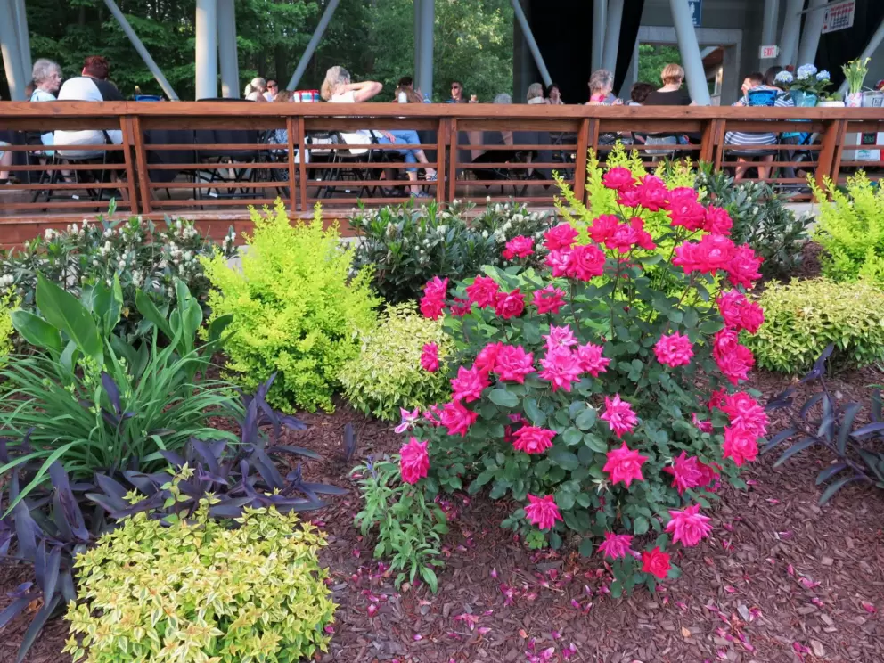 Flowers by the deck.