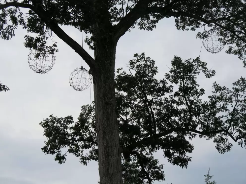 Decorations on the tree in the middle of the lawn.