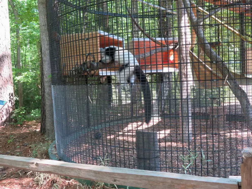Black and white ruffed lemur.