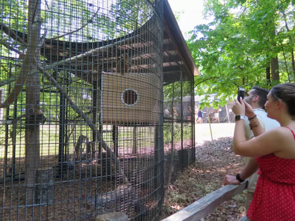 Visitors delight in the lemur antics.