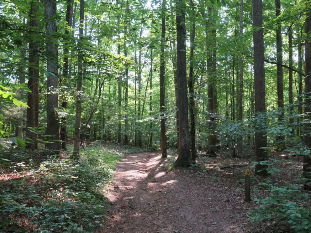 Very short loop forest walk.
