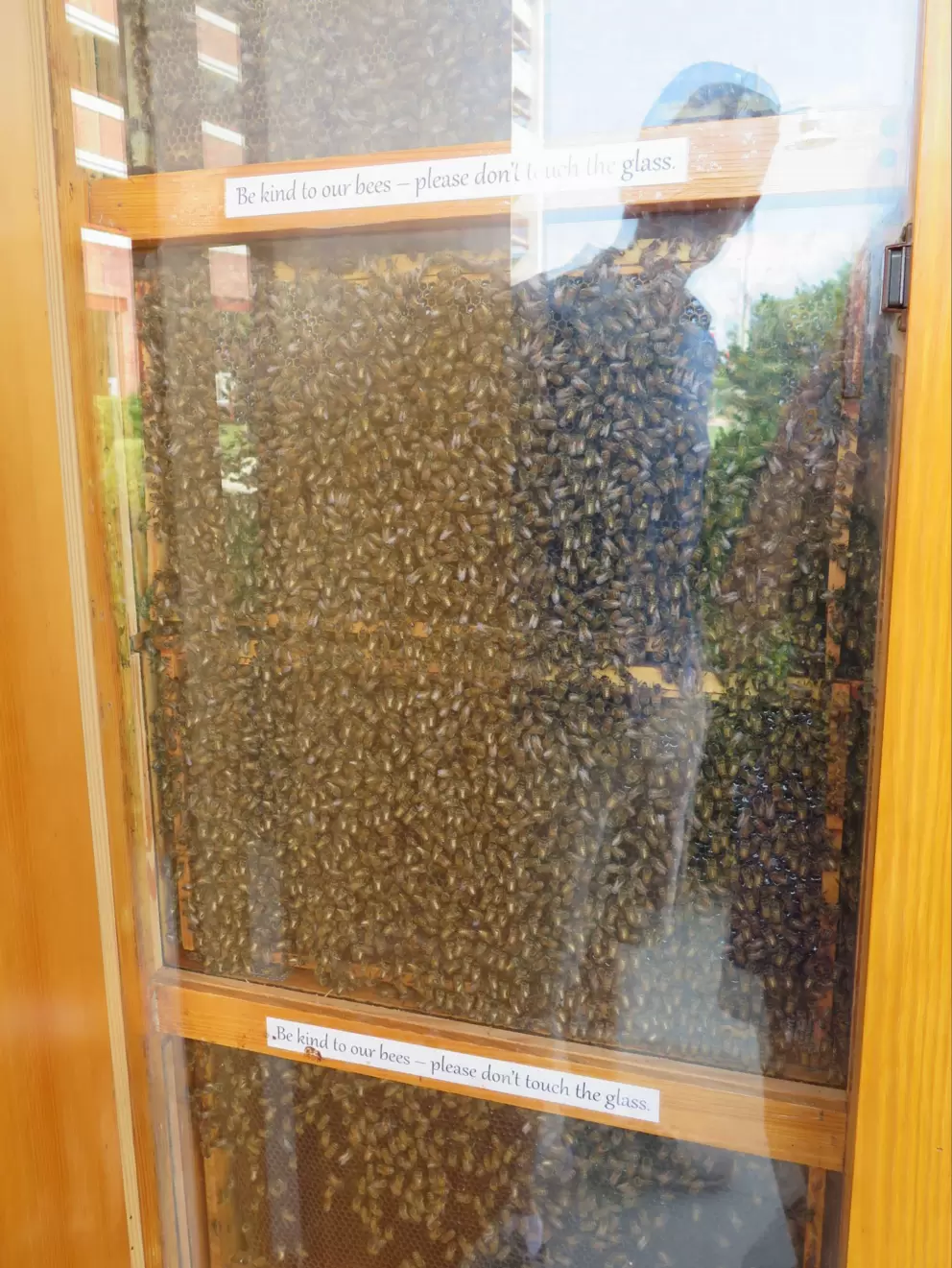 Hive in the wall outside Burt's Bees Headquarters.
