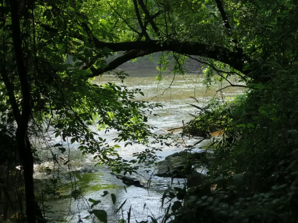Arched tree.