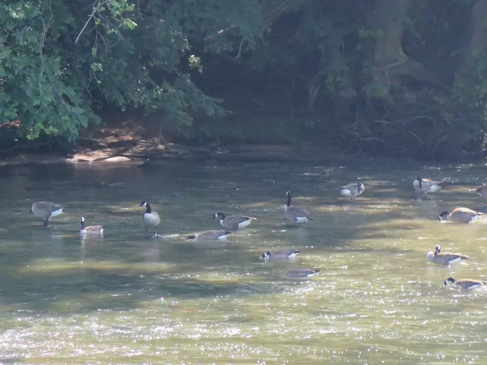 Geese!