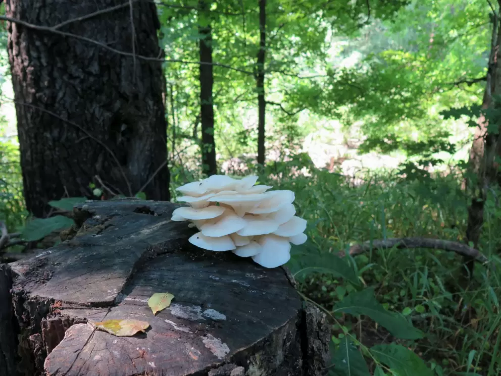 Mushroom on a tree stump.