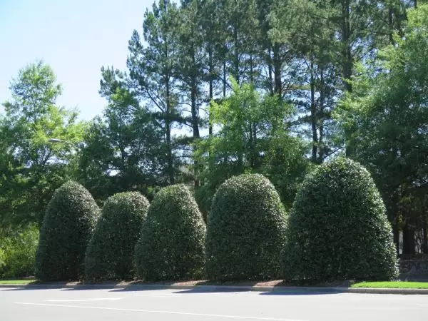 Cute manicured mistletoe bushes at the entrance to Meadowmont.
