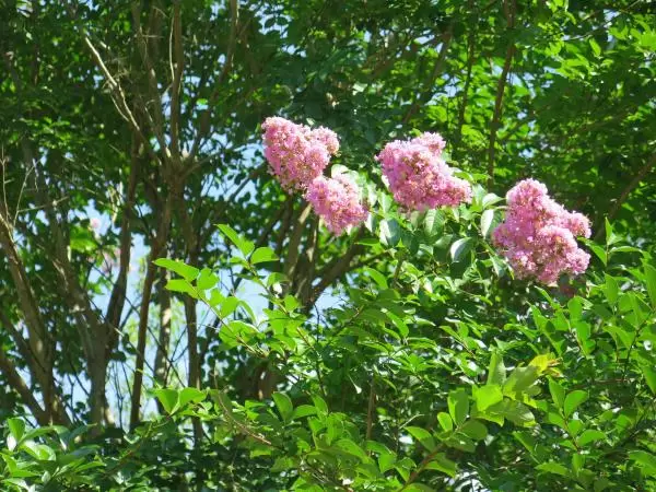 Flowering Crepe Myrtle in June- these cause crazy allergies.